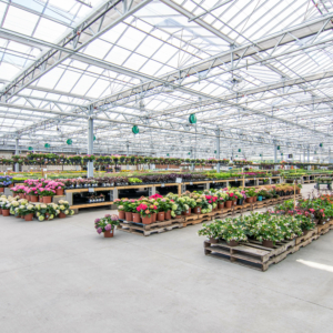 A large greenhouse with rows of assorted potted plants and flowers displayed on wooden pallets. The space is well-lit and organized, with a transparent roof allowing ample sunlight.